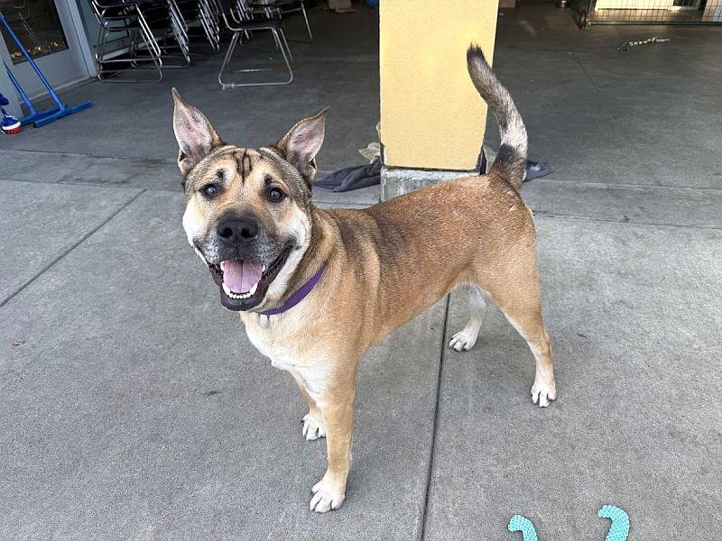 Behr, a Adoptable mixed breed in Berkeley, CA image 5/6