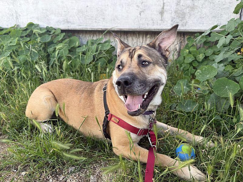 Enlarge Behr, a Adoptable mixed breed in Berkeley, CA image 5/6