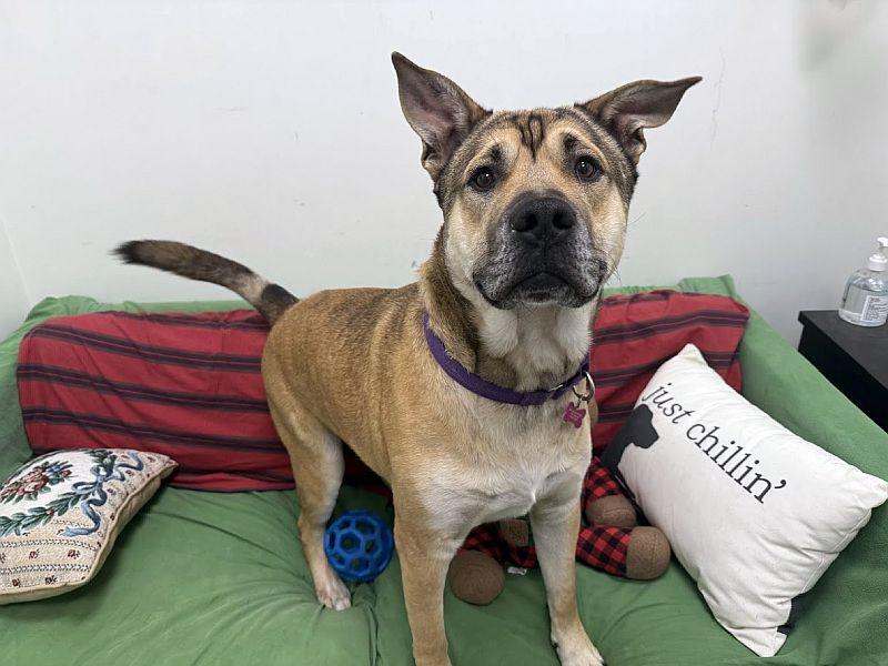 Behr, Adoptable, Puppy Male German Shepherd Dog & Pit Bull Terrier.