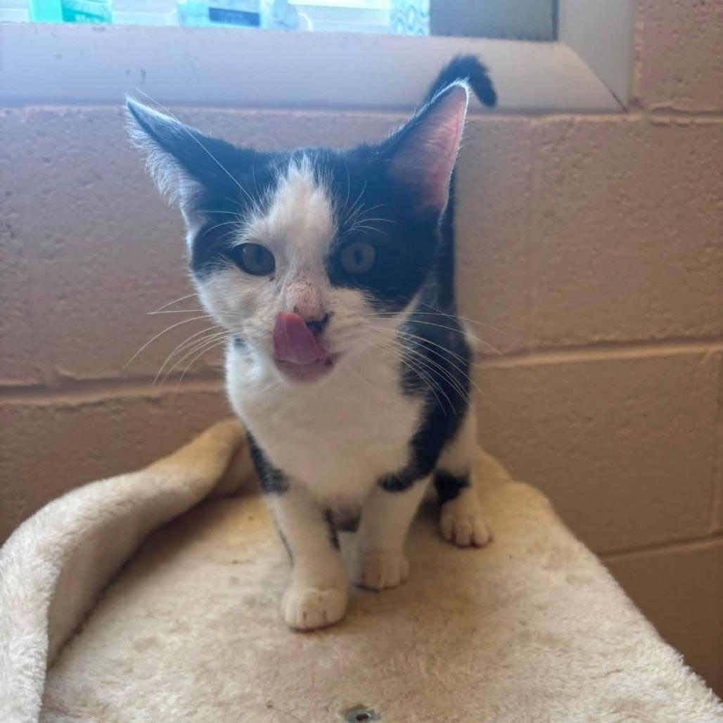 Enlarge Jasper, a Adoptable Domestic Short Hair in Waynesboro, PA image 1/1