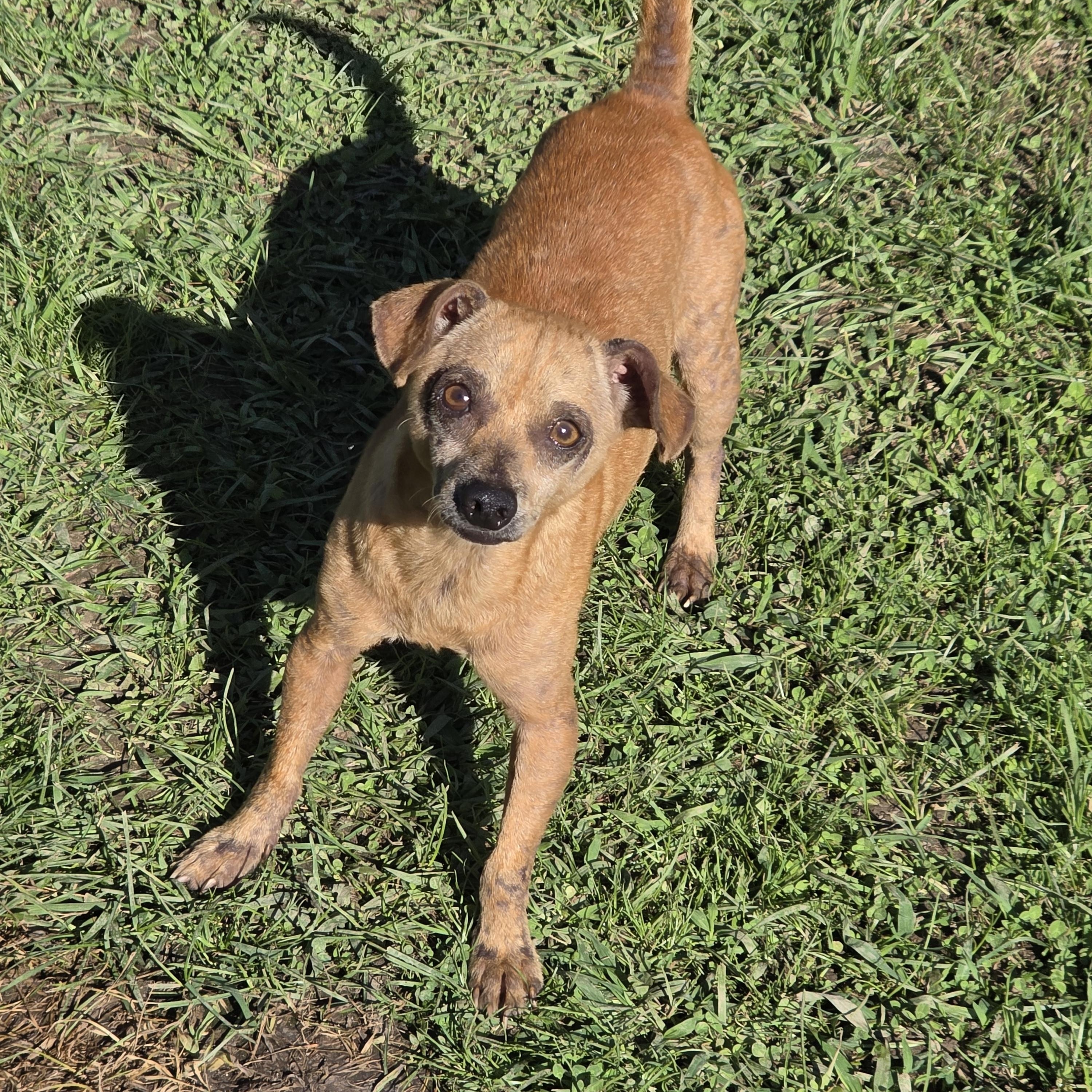 Rebel, Adoptable, Adult Male Chihuahua.