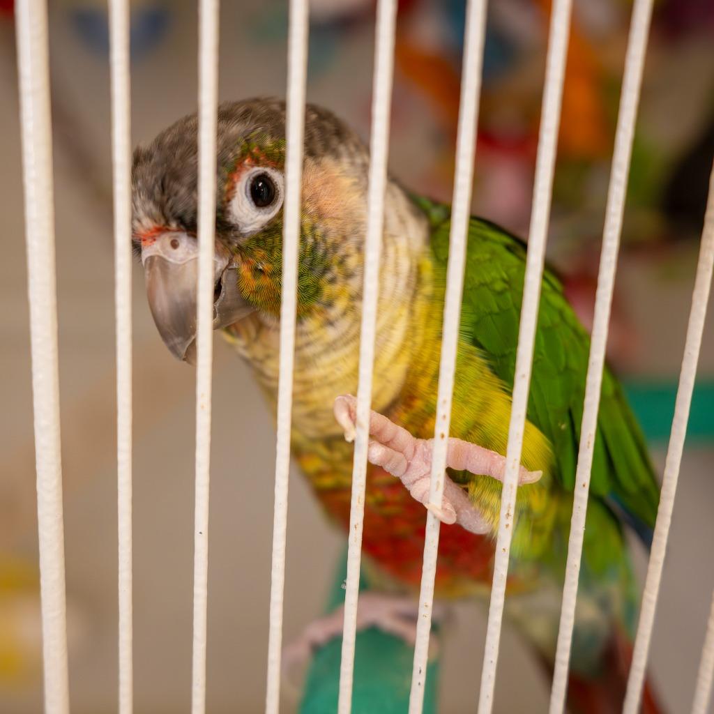 Brussel, Adoptable, Senior Male Conure.