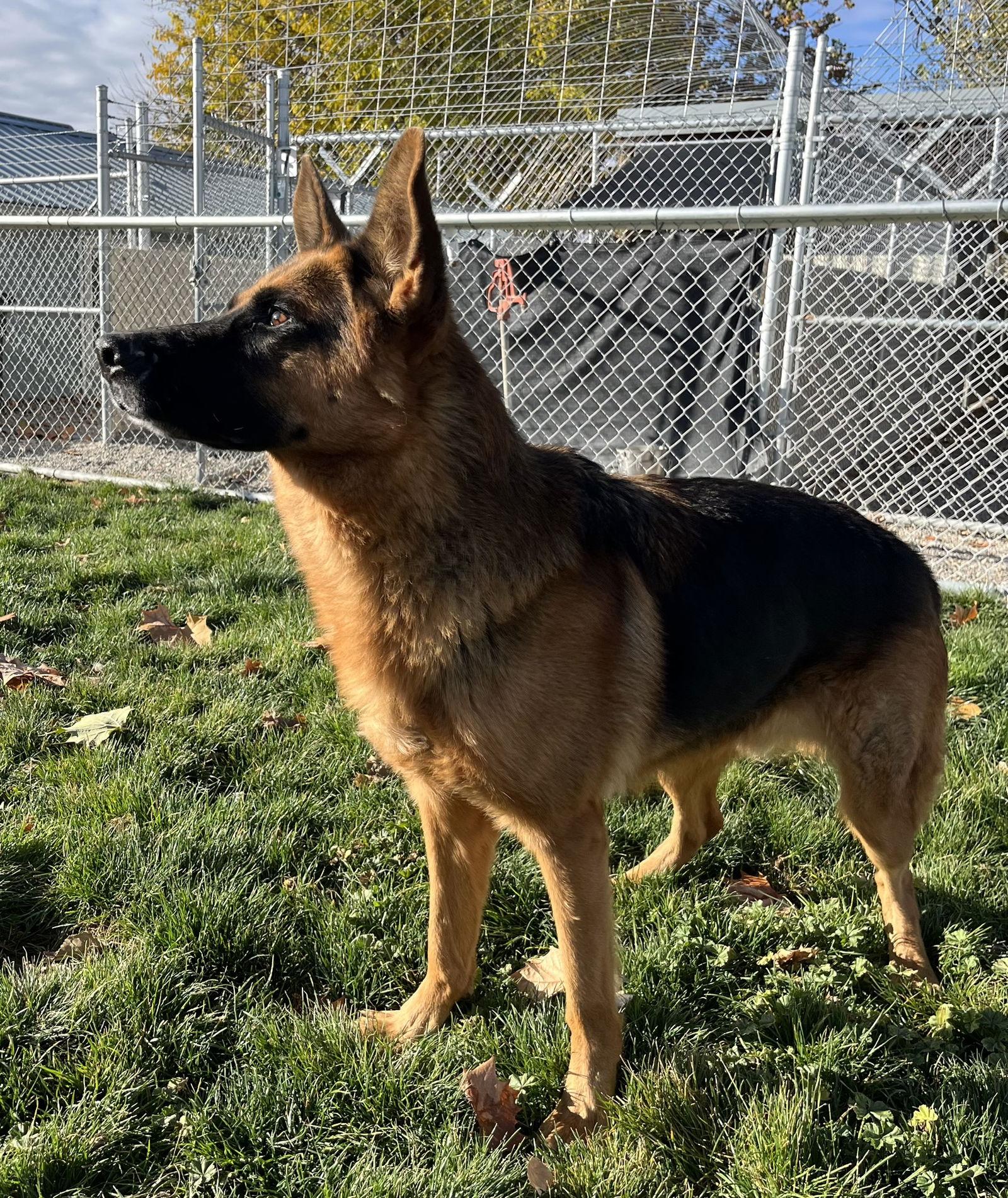 Ranger - Adoption Pending, Adoptable, Adult Male German Shepherd Dog.