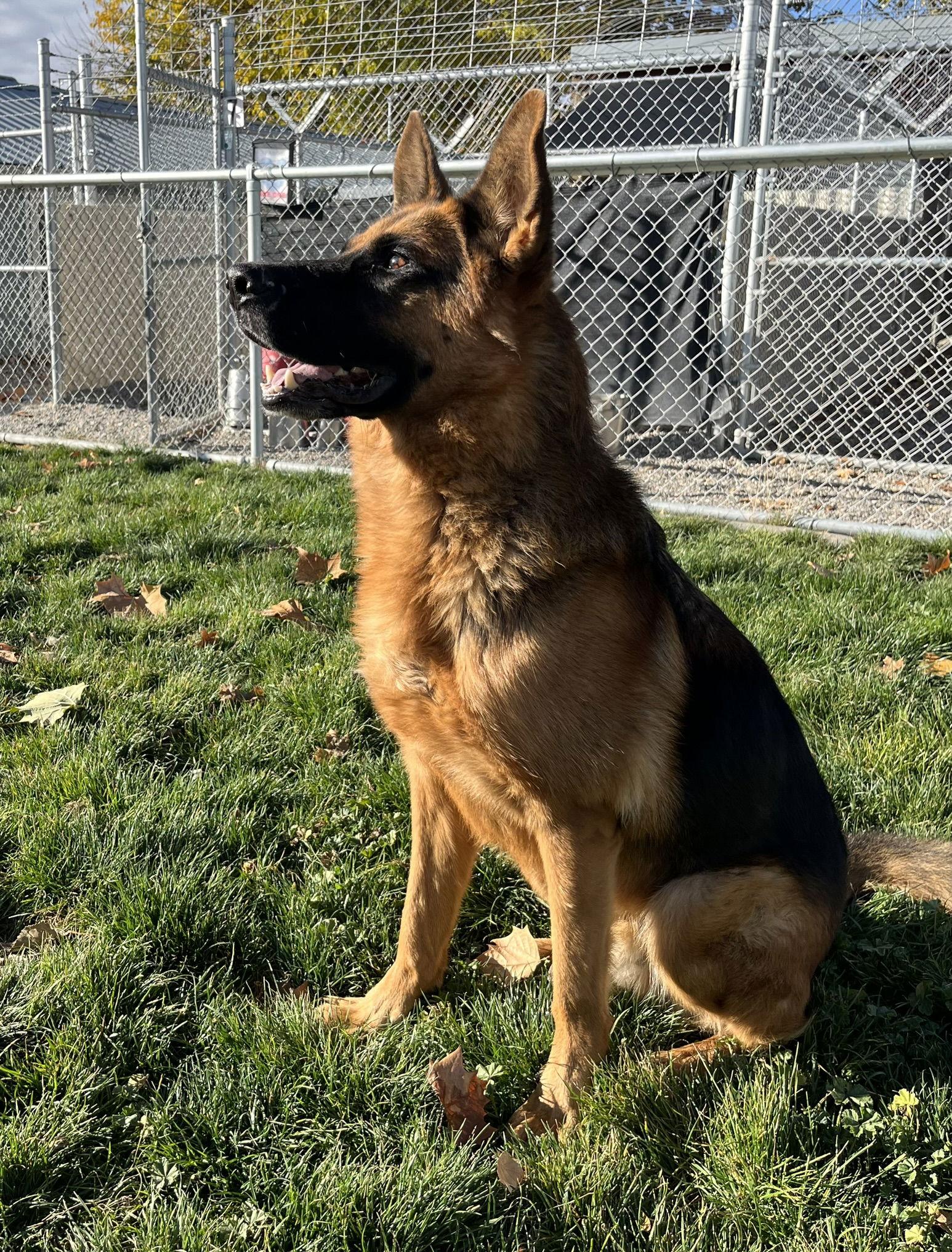 Enlarge Ranger - Adoption Pending, a Adoptable German Shepherd Dog in Emmett, ID image 2/3