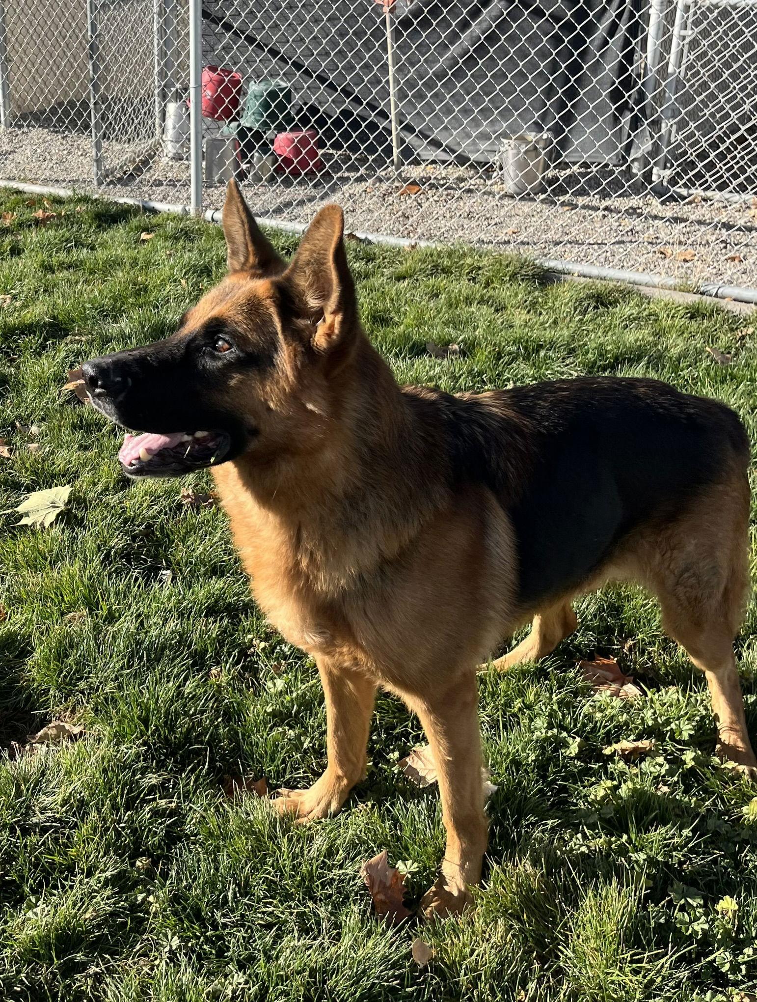 Enlarge Ranger - Adoption Pending, a Adoptable German Shepherd Dog in Emmett, ID image 3/3