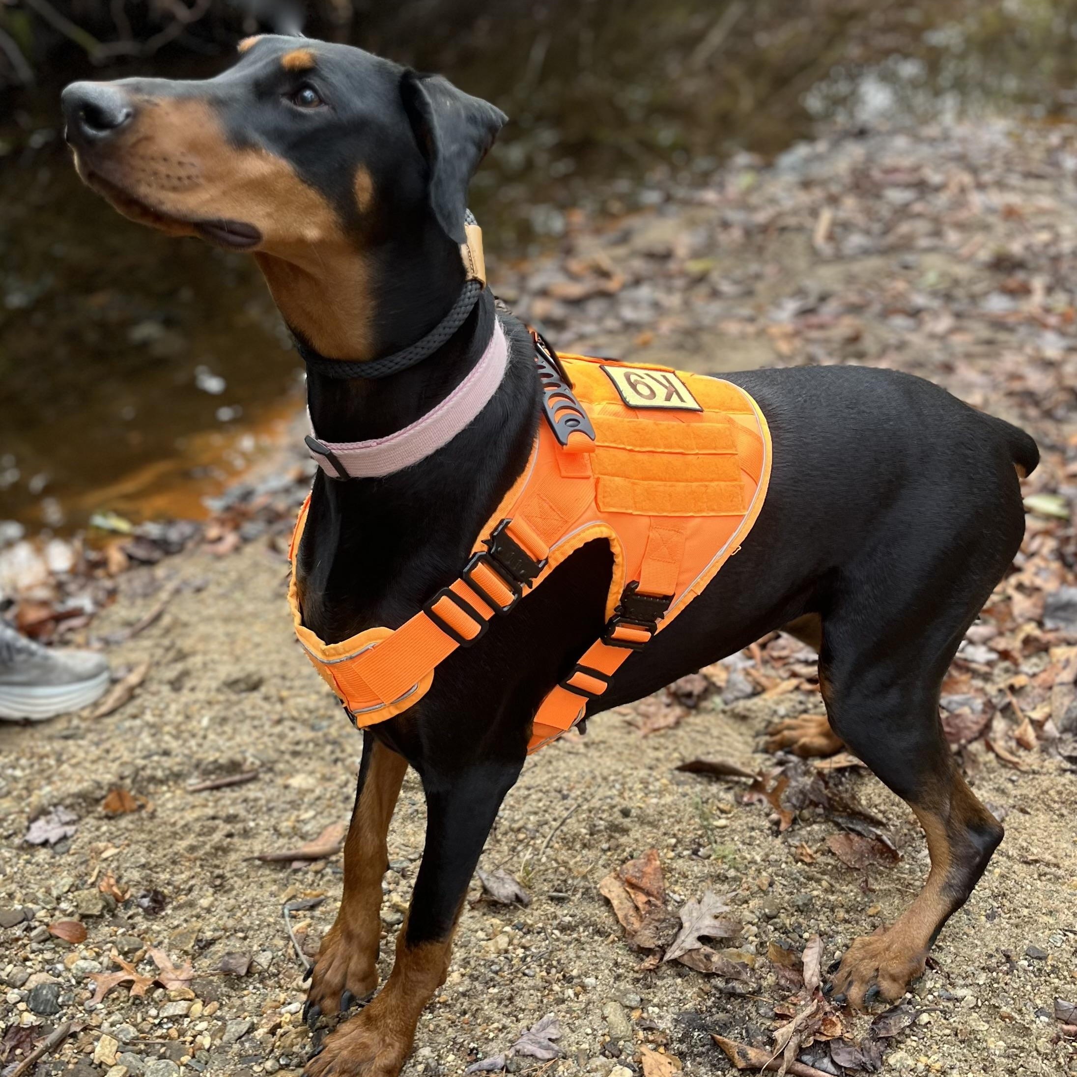 Zera, an adopted Doberman Pinscher in Cedar Mountain, NC image 4/5