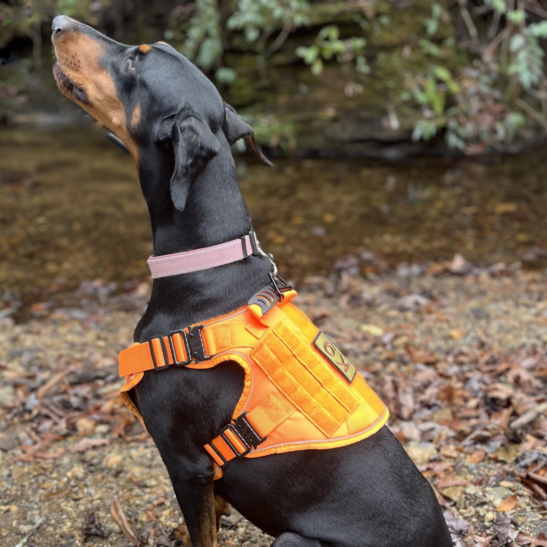 Zera, an adopted Doberman Pinscher in Cedar Mountain, NC image 2/5