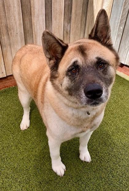 Blue, Adoptable, Adult Female Akita & Mixed Breed.