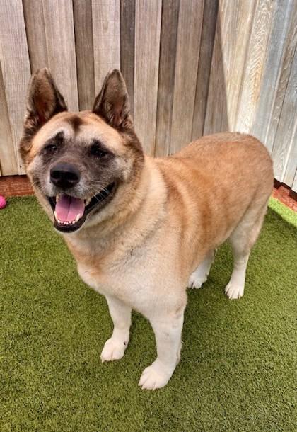 Enlarge Blue, a Adoptable mixed breed in Eugene, OR image 2/3
