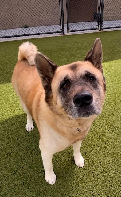 Enlarge Blue, a Adoptable mixed breed in Eugene, OR image 3/3
