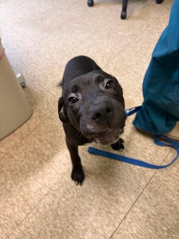 Enlarge Shamrock, a Adoptable mixed breed in Warren, PA image 1/2