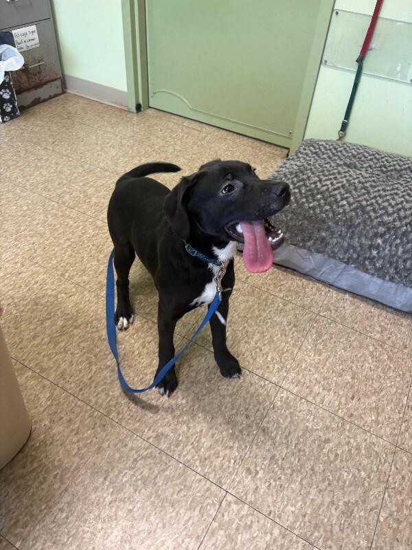 Enlarge Shamrock, a Adoptable mixed breed in Warren, PA image 2/2