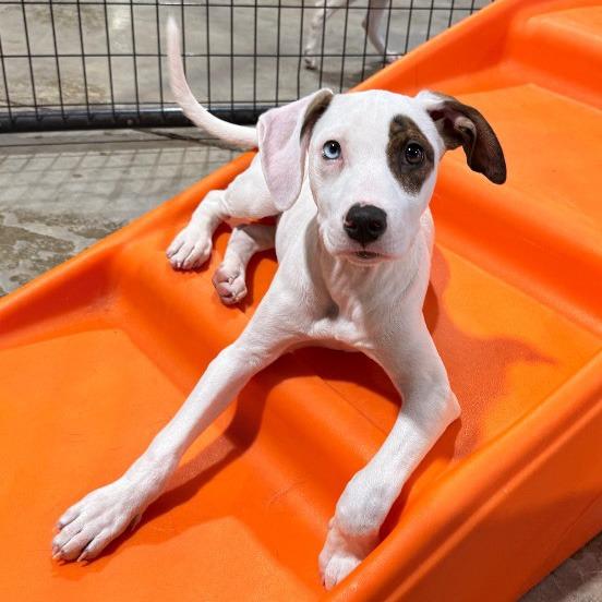 Enlarge Splash, a Adoptable mixed breed in Little Rock, AR image 2/4