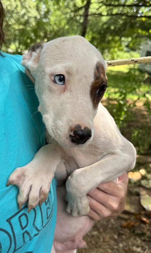 Enlarge Splash, a Adoptable mixed breed in Little Rock, AR image 3/4