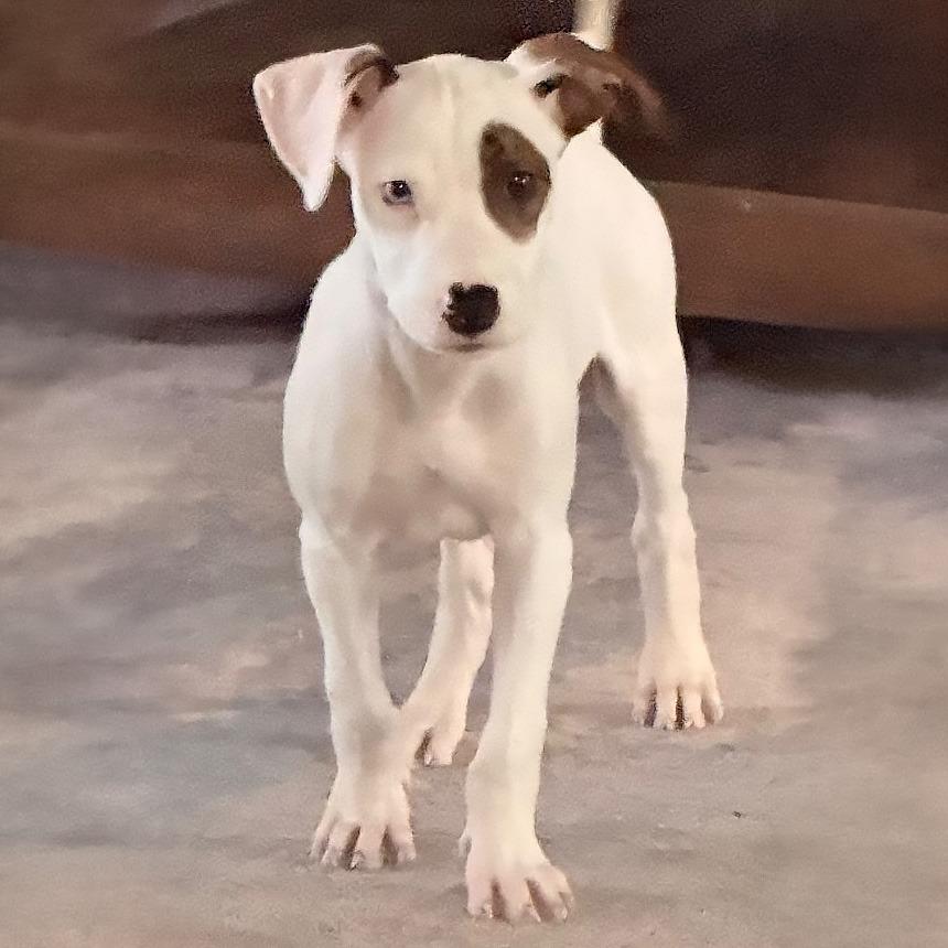 Enlarge Splash, a Adoptable mixed breed in Little Rock, AR image 4/4