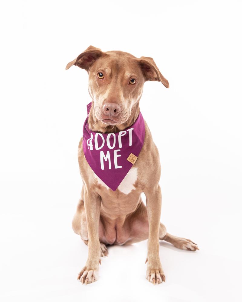 Lucy, Adoptable, Adult Female Catahoula Leopard Dog & American Staffordshire Terrier.