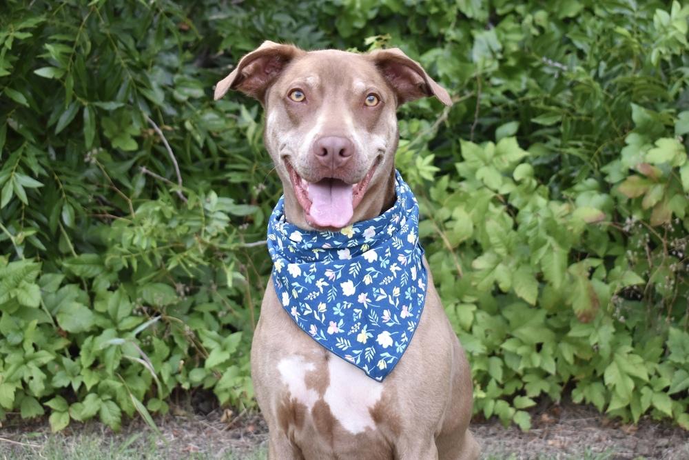 Lucy, a Adoptable mixed breed in Frisco, TX image 3/6