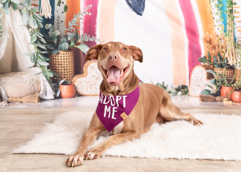 Lucy, a Adoptable mixed breed in Frisco, TX image 4/6