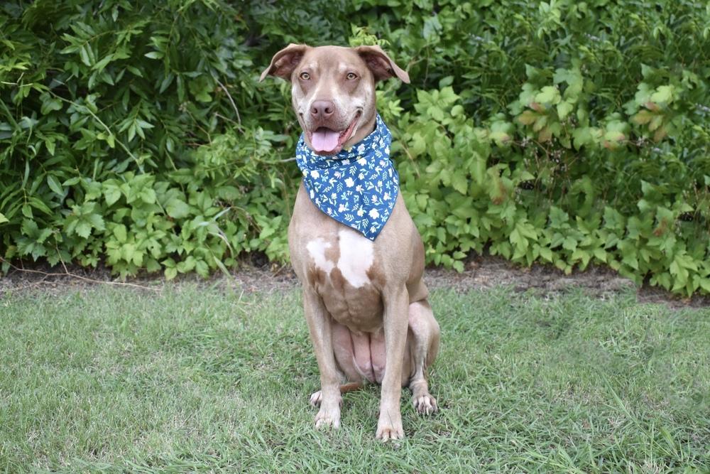 Lucy, a Adoptable mixed breed in Frisco, TX image 5/6