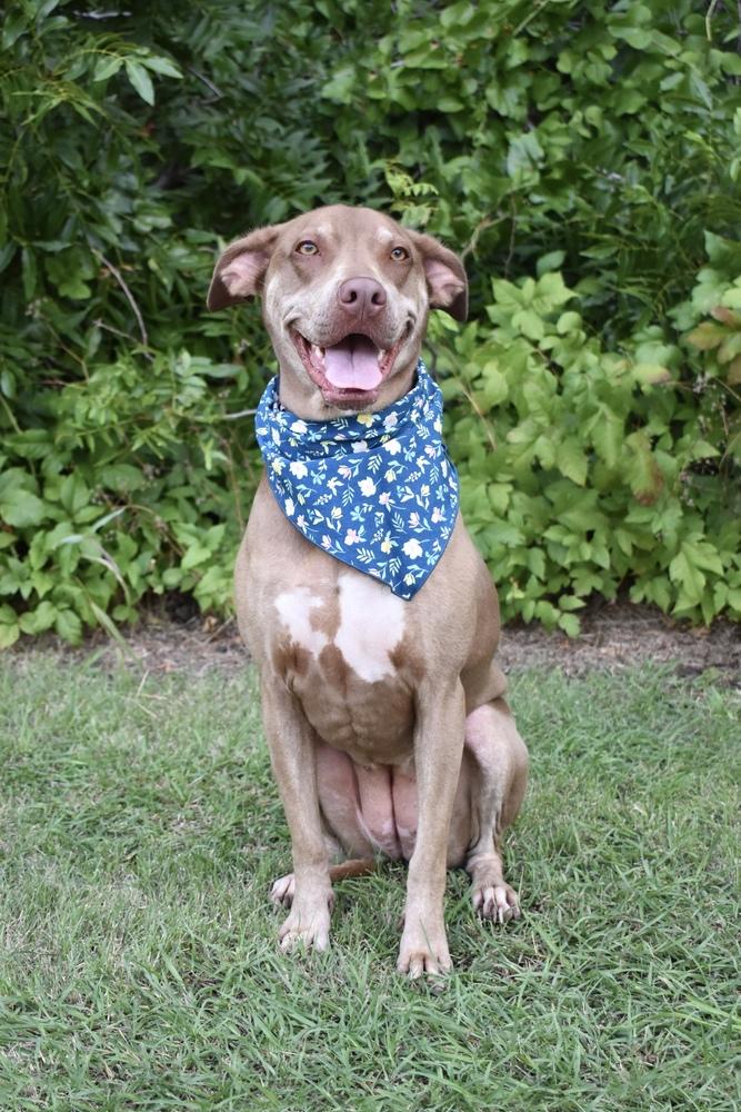 Enlarge Lucy, a Adoptable mixed breed in Frisco, TX image 5/6
