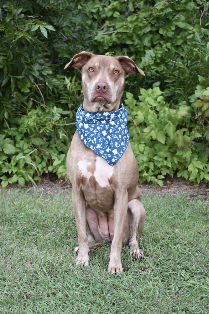 Lucy, a Adoptable mixed breed in Frisco, TX image 6/6