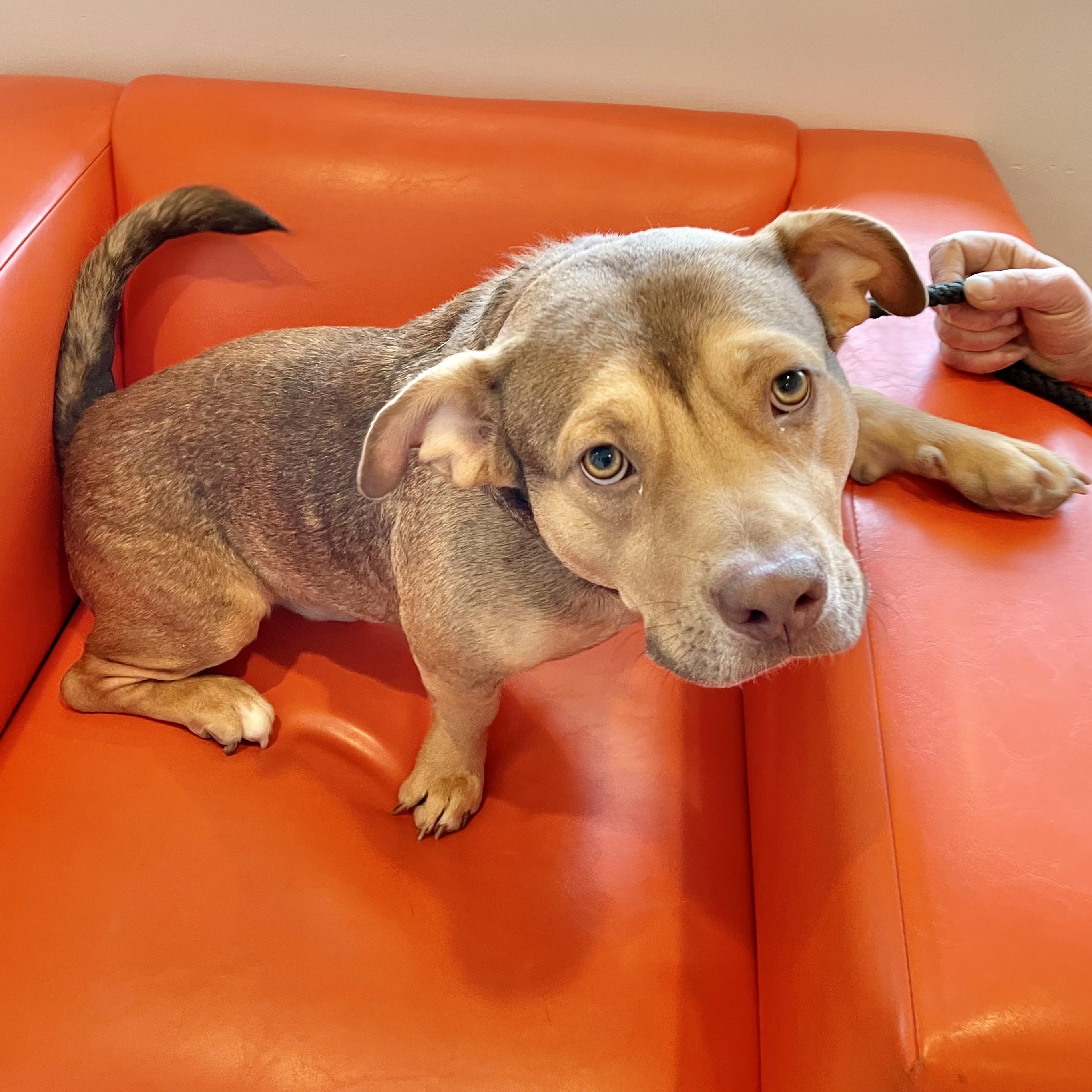 Dog for adoption Peanut, a Mixed Breed in Erie, PA Petfinder