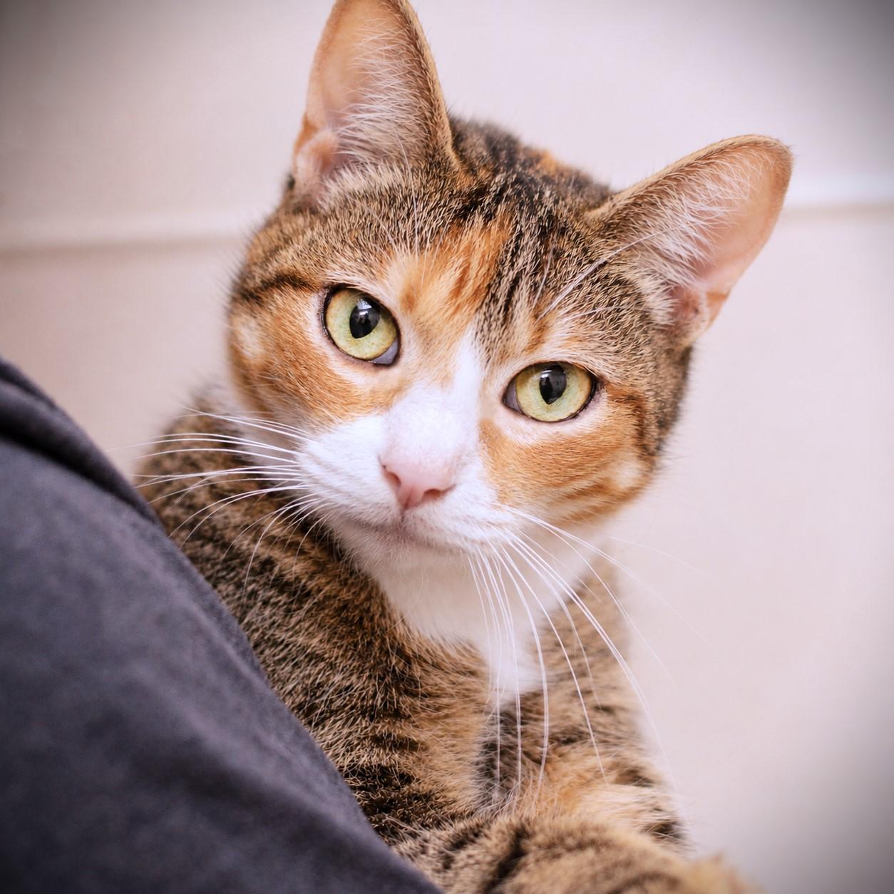 Enlarge Pam, an adoptable Domestic Short Hair in Amsterdam, NY image 1/1
