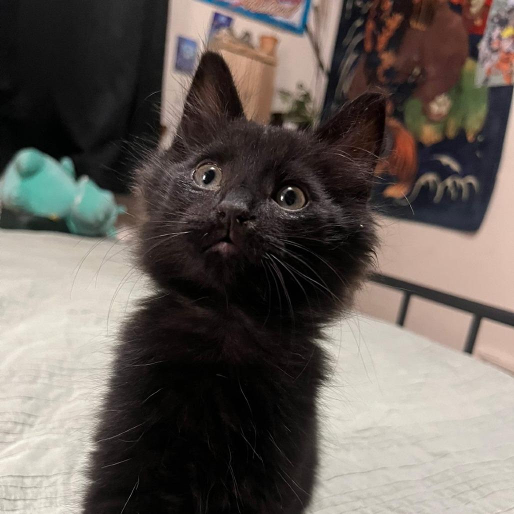 Tyrone, Adoptable, Kitten Male Domestic Short Hair.