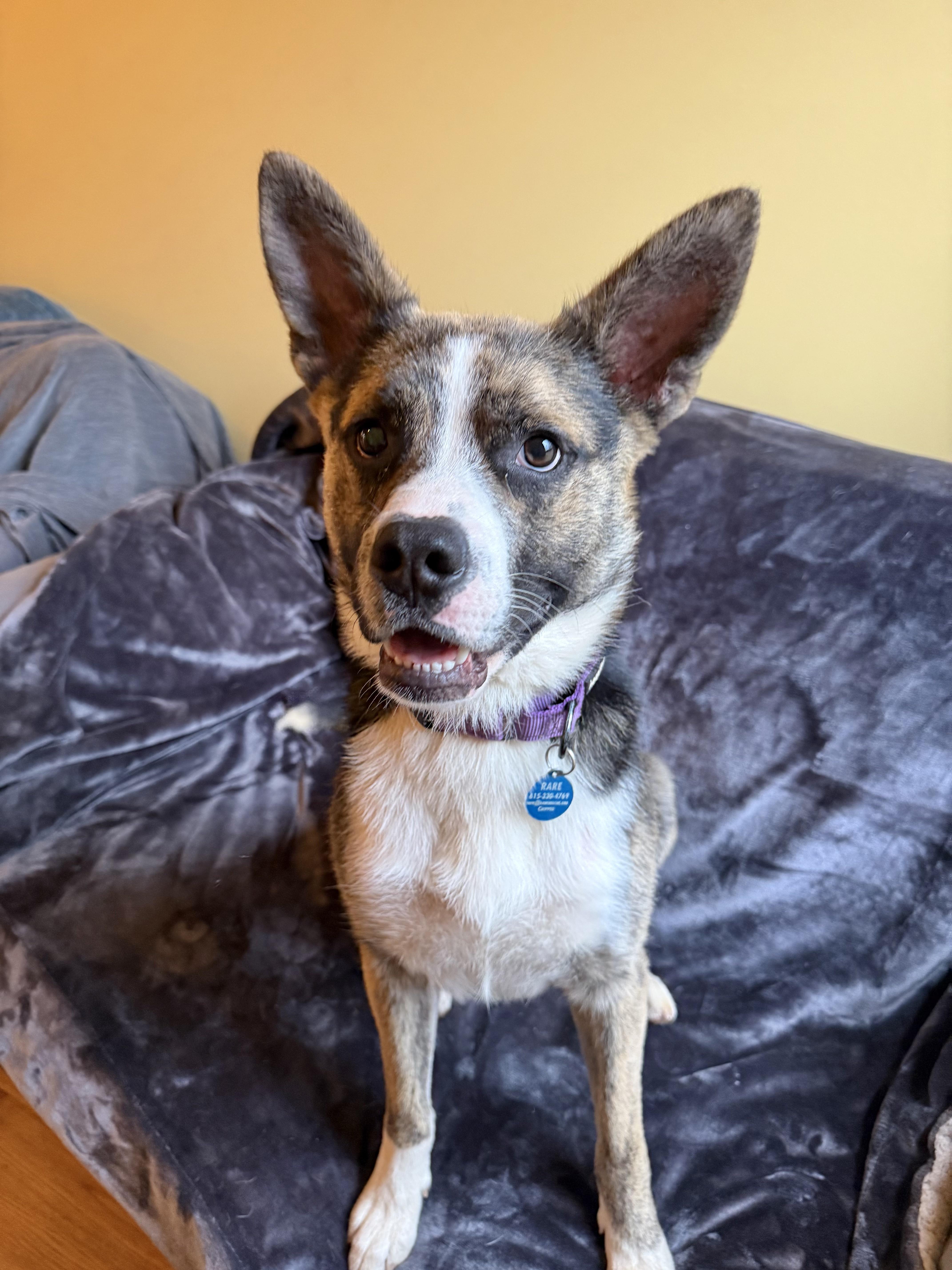 Elf - Pending Adoption, ADOPTABLE, Young Male Mixed Breed & Shepherd.