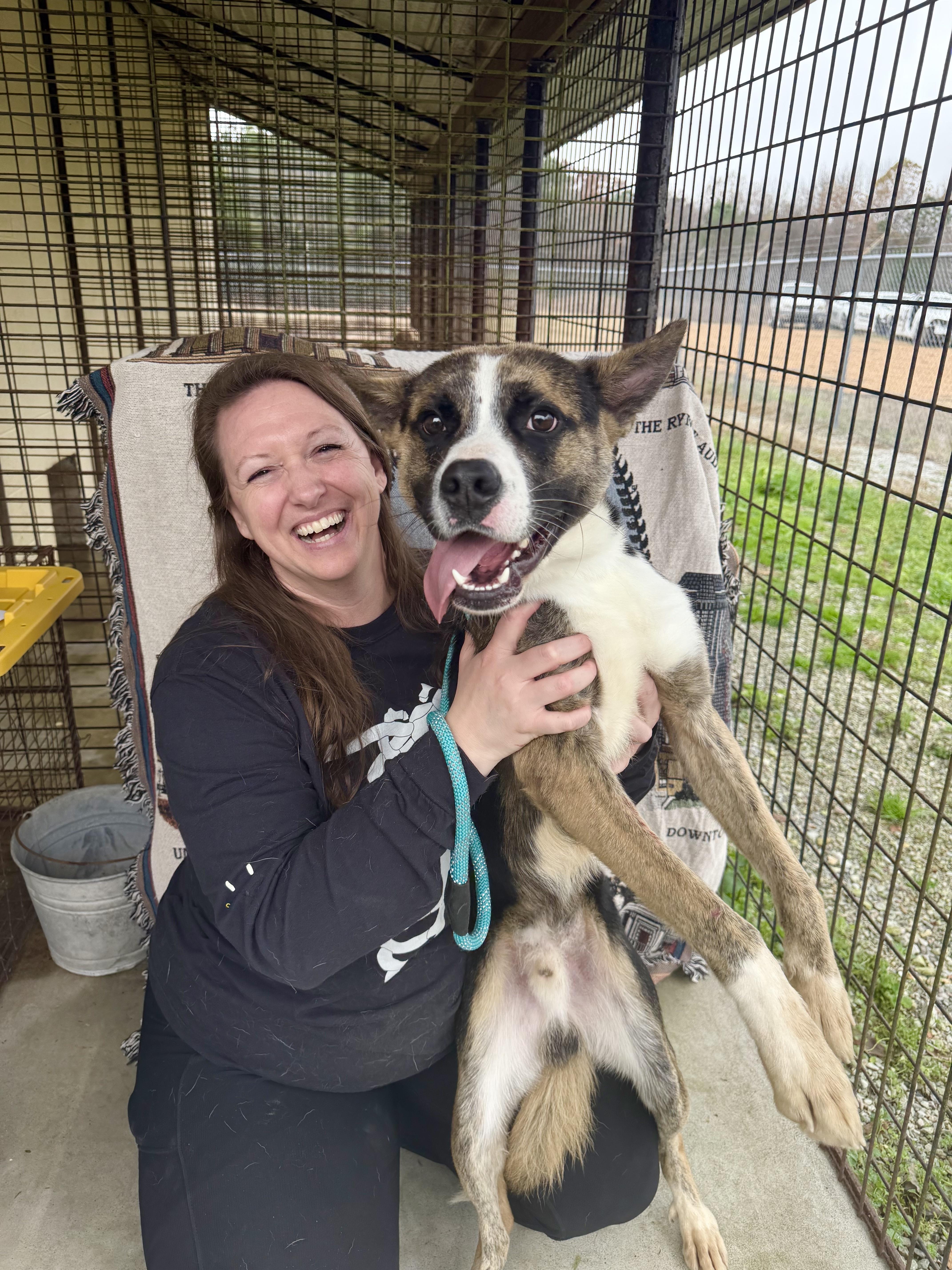 Enlarge Elf, a ADOPTABLE mixed breed in Franklin, TN image 3/6