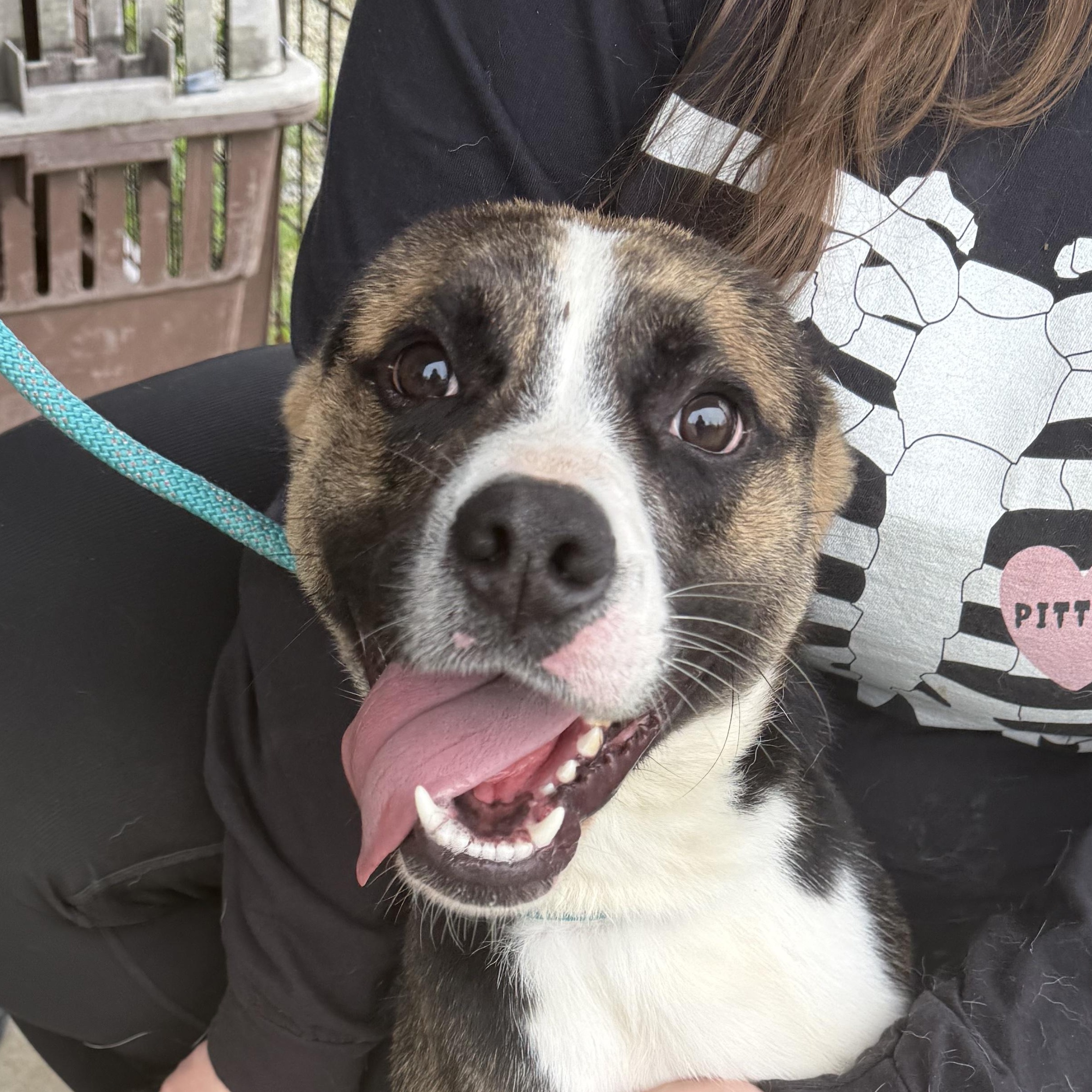 Elf, ADOPTABLE, Young Male Mixed Breed.