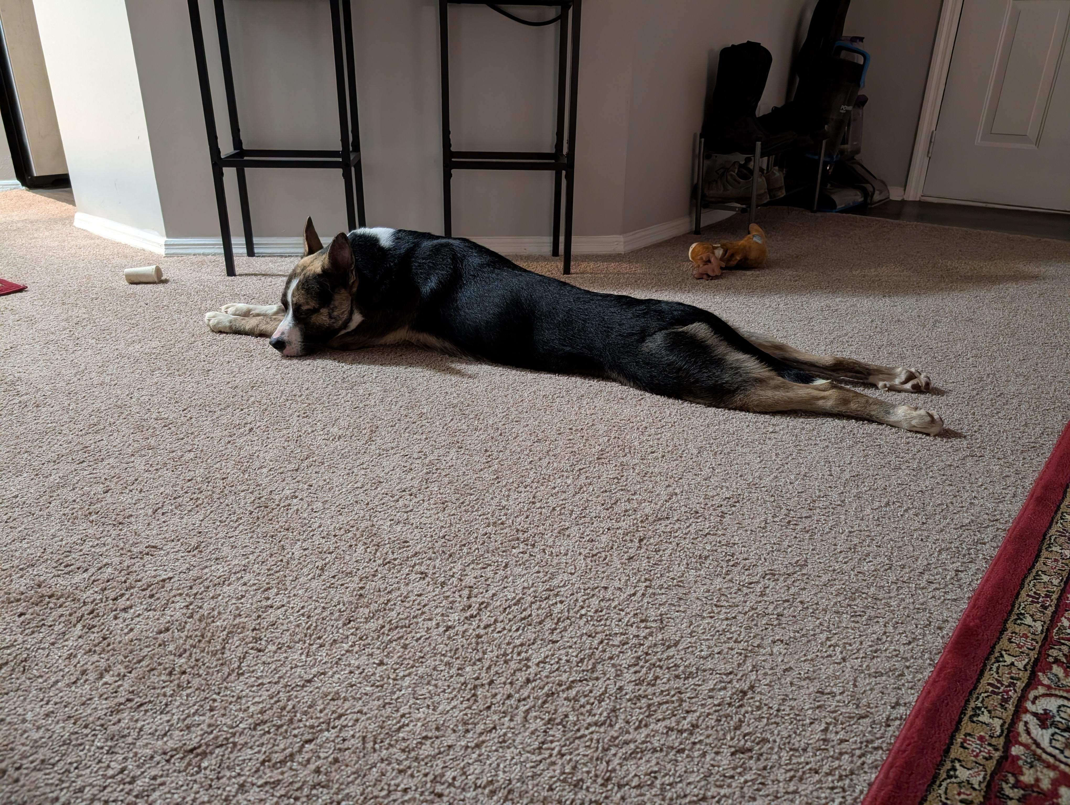 Enlarge Elf, a ADOPTABLE mixed breed in Franklin, TN image 5/6