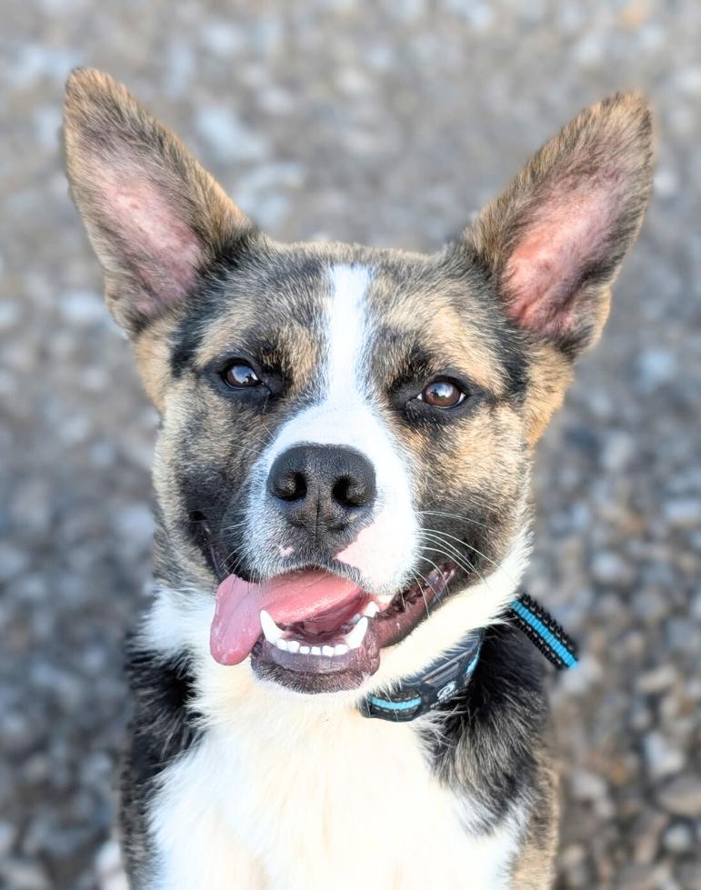 Enlarge Elf, a ADOPTABLE mixed breed in Franklin, TN image 1/6