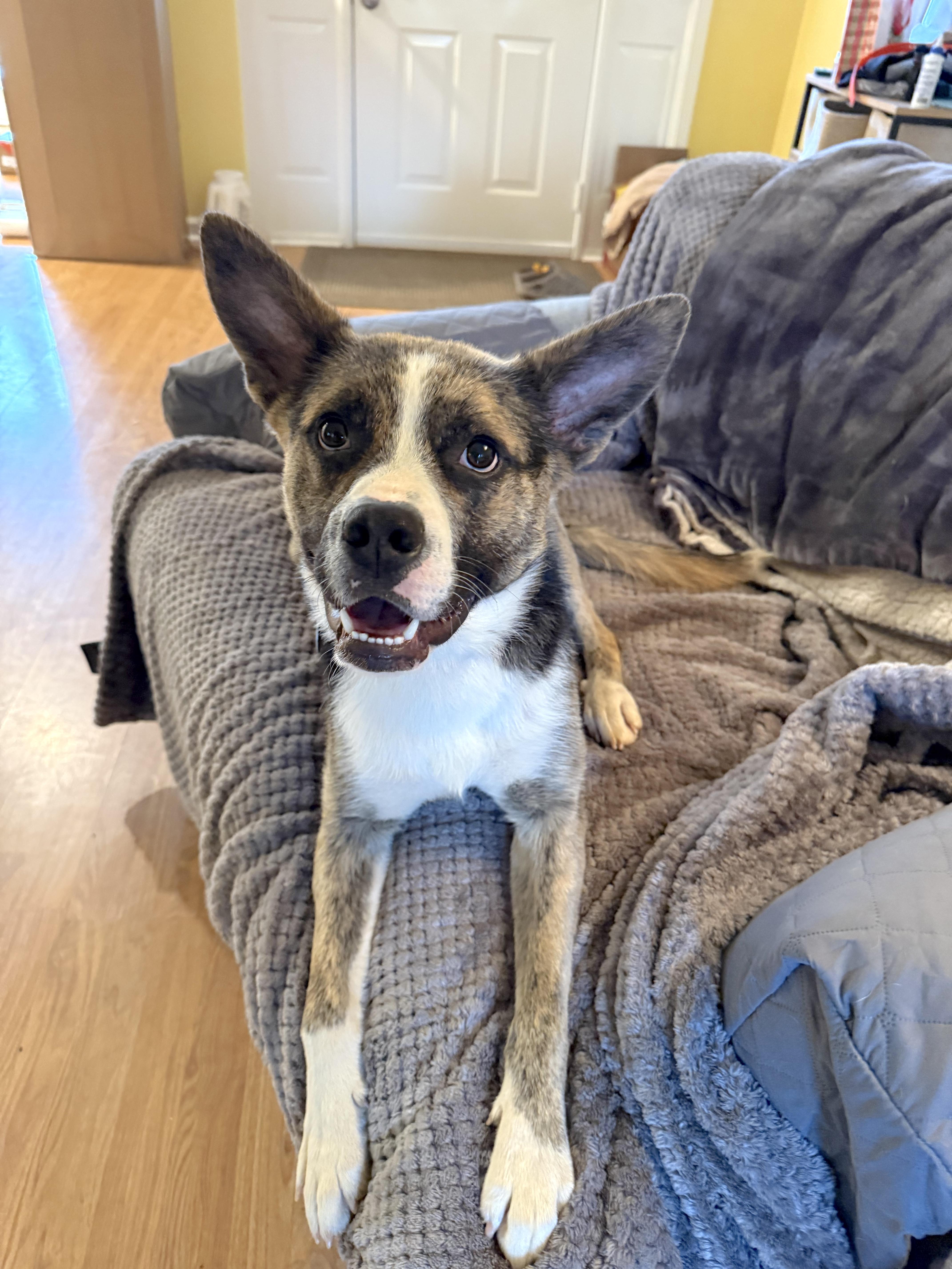 Enlarge Elf - Pending Adoption, a ADOPTABLE mixed breed in Nashville, TN image 5/6