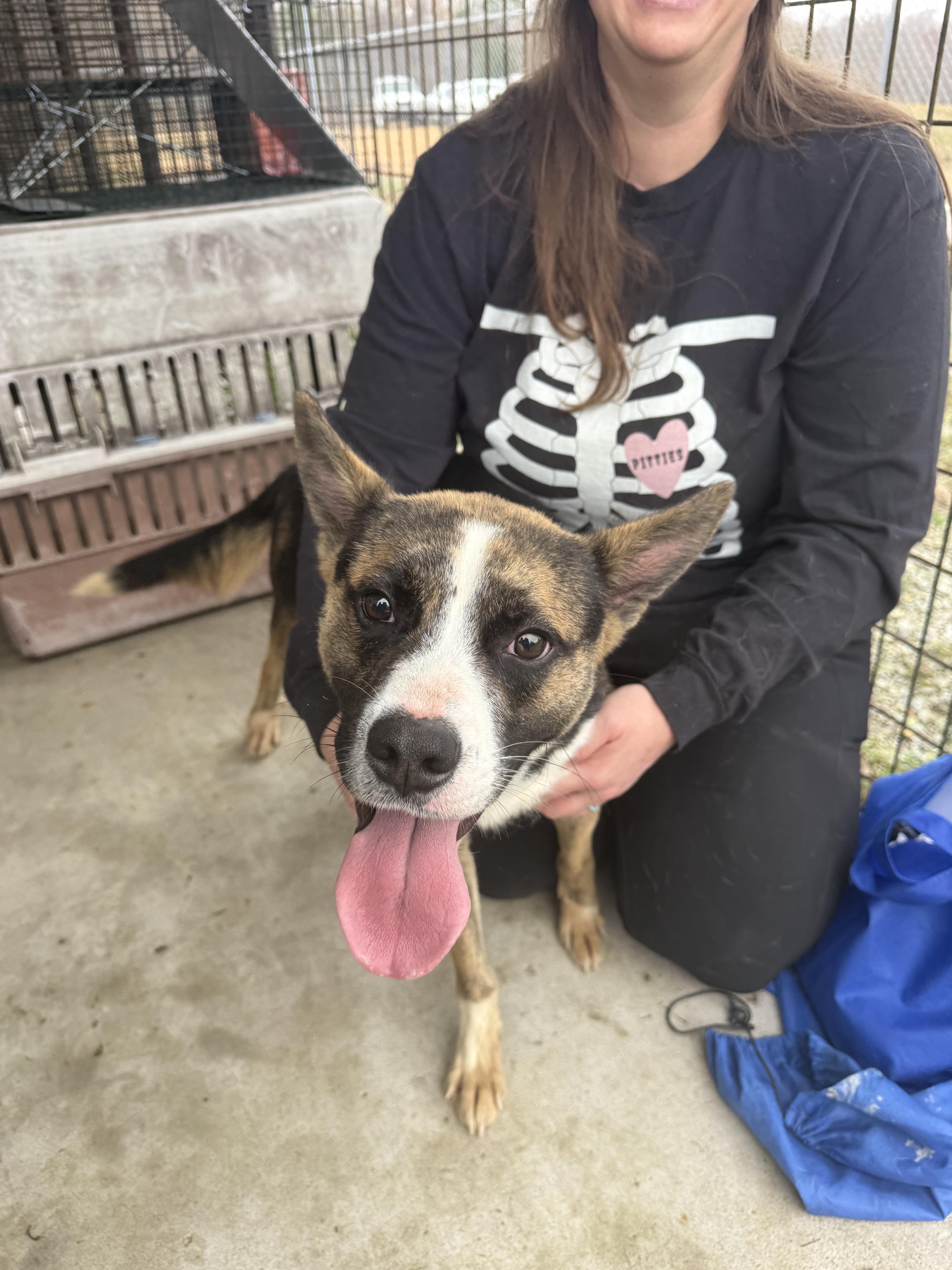 Enlarge Elf, a ADOPTABLE mixed breed in Franklin, TN image 2/6