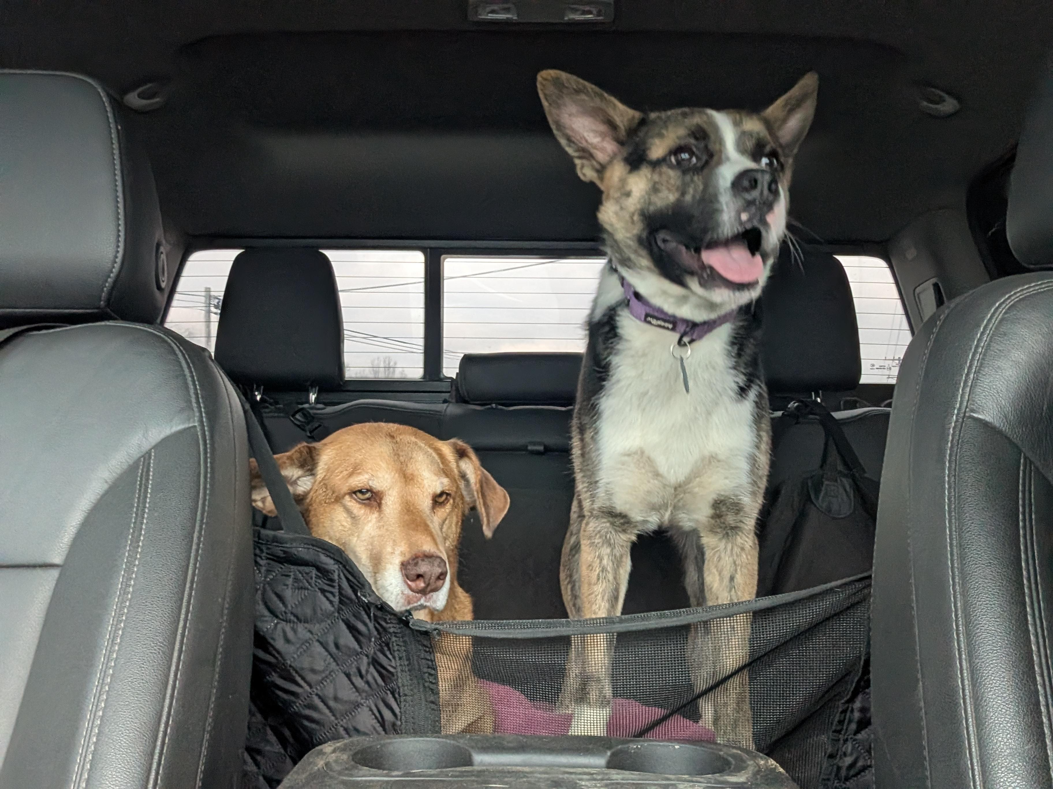 Enlarge Elf, a ADOPTABLE mixed breed in Franklin, TN image 4/6