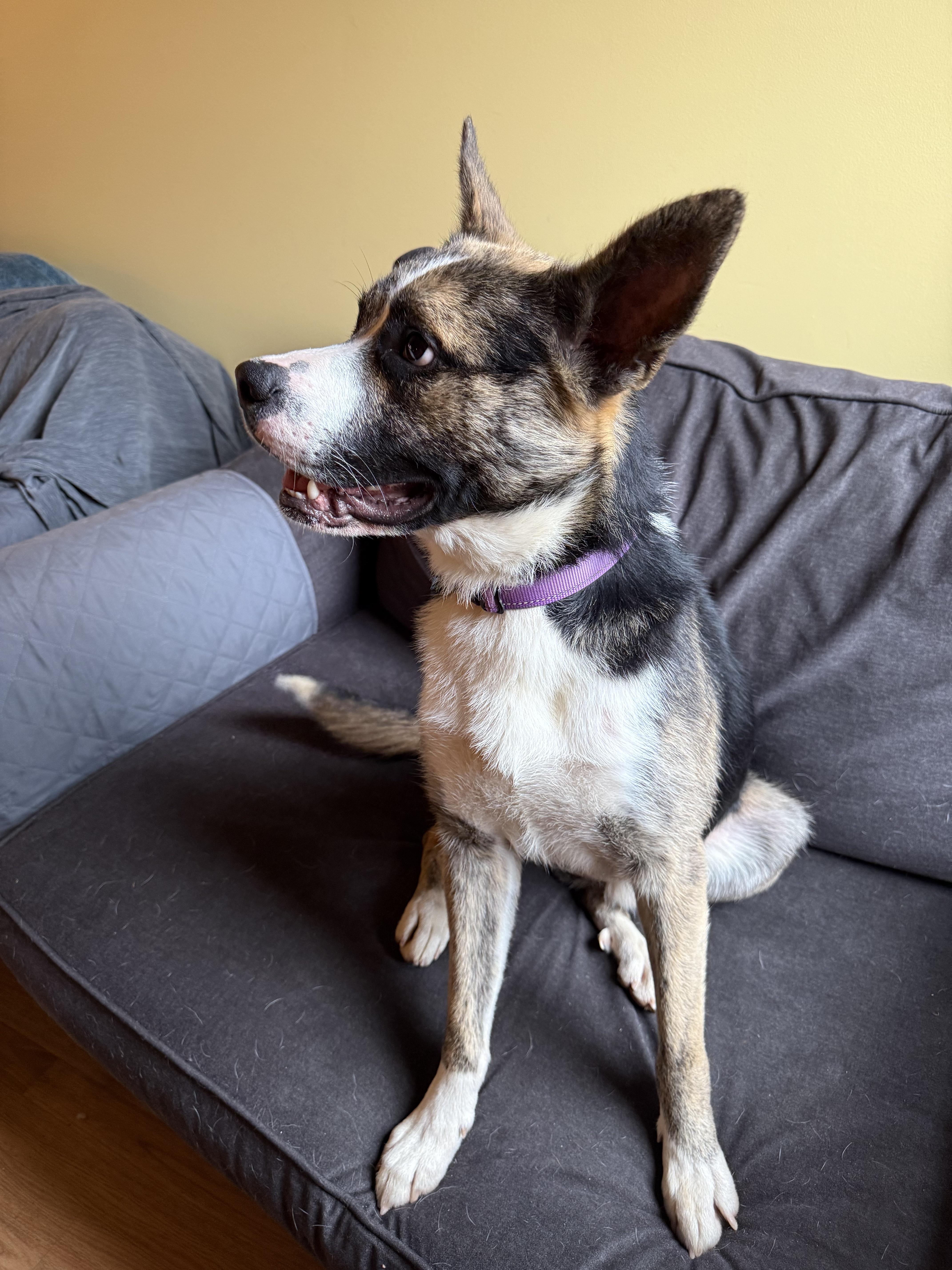 Enlarge Elf - Pending Adoption, a ADOPTABLE mixed breed in Nashville, TN image 6/6