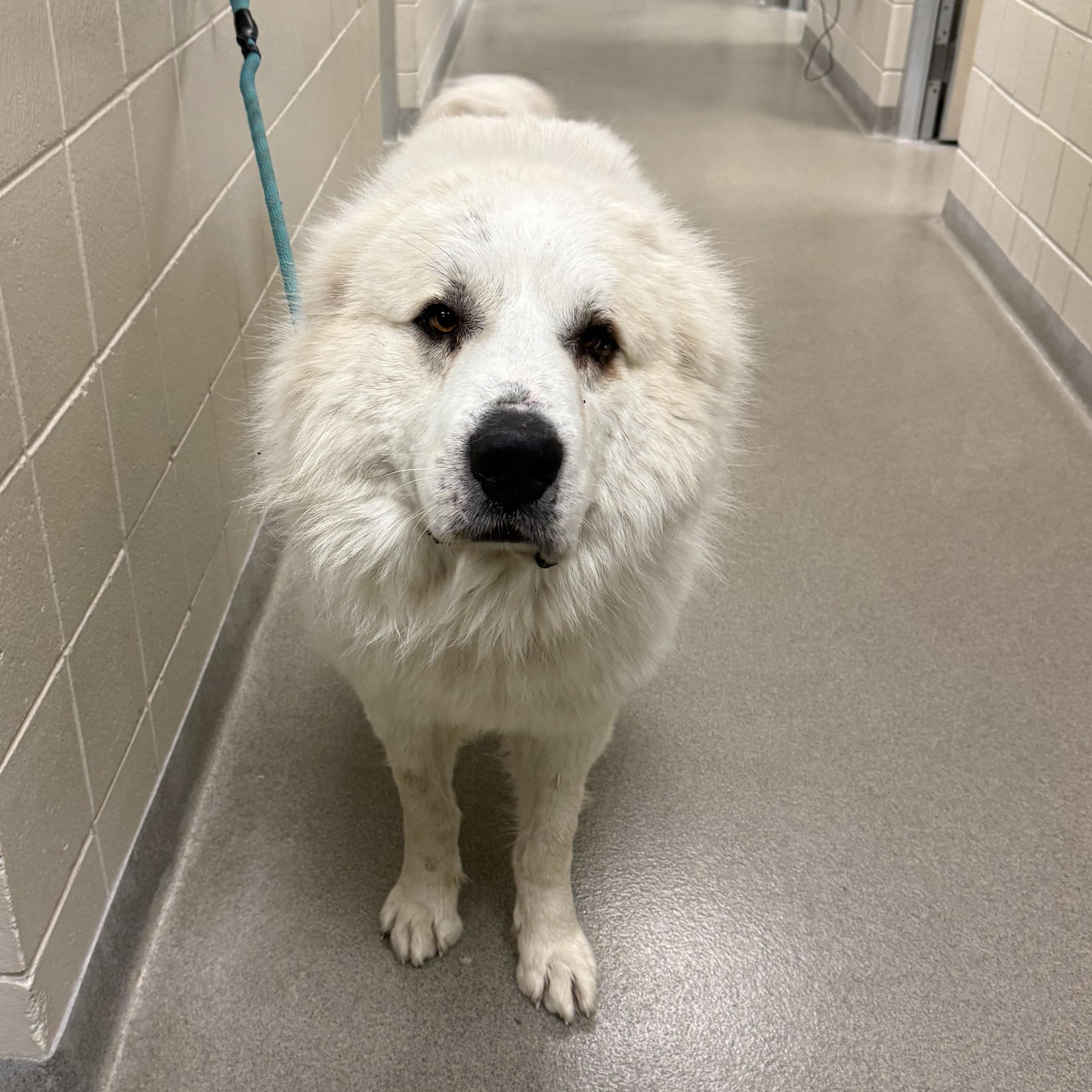 Boreas, adopted, Adult Male Great Pyrenees.