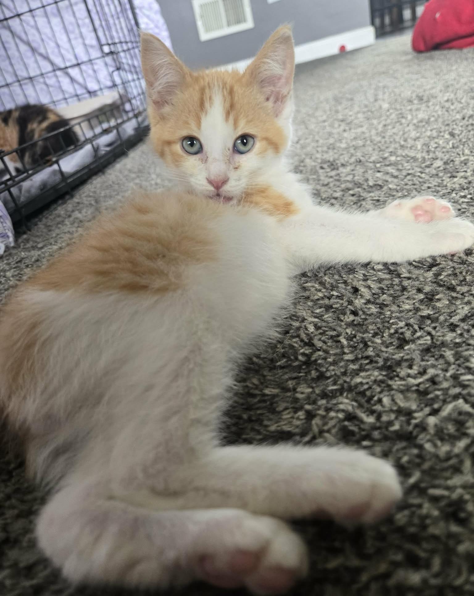 Enlarge Corvette, an adoptable Domestic Short Hair in China Township, MI image 2/6