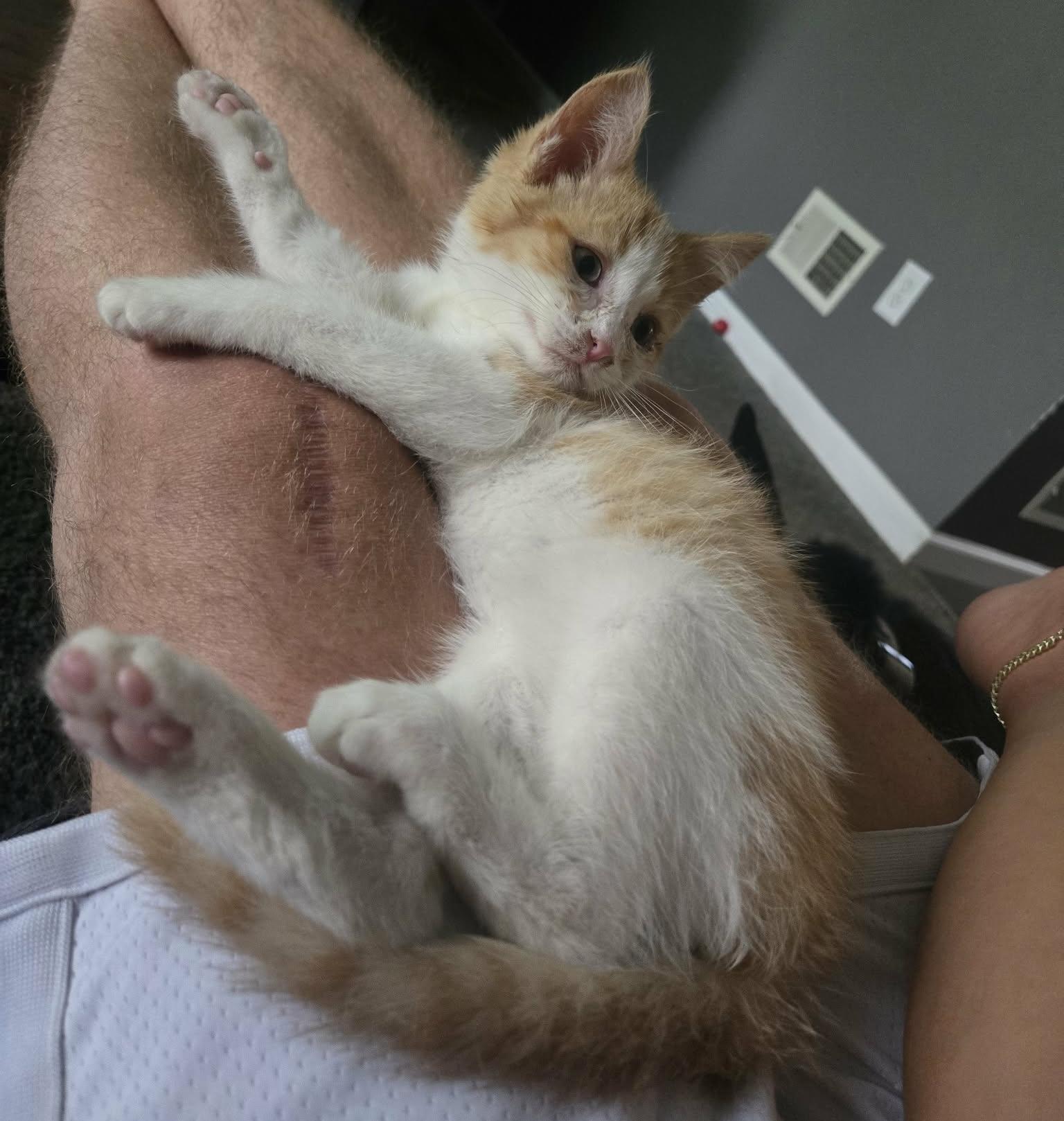 Enlarge Corvette, an adoptable Domestic Short Hair in China Township, MI image 6/6