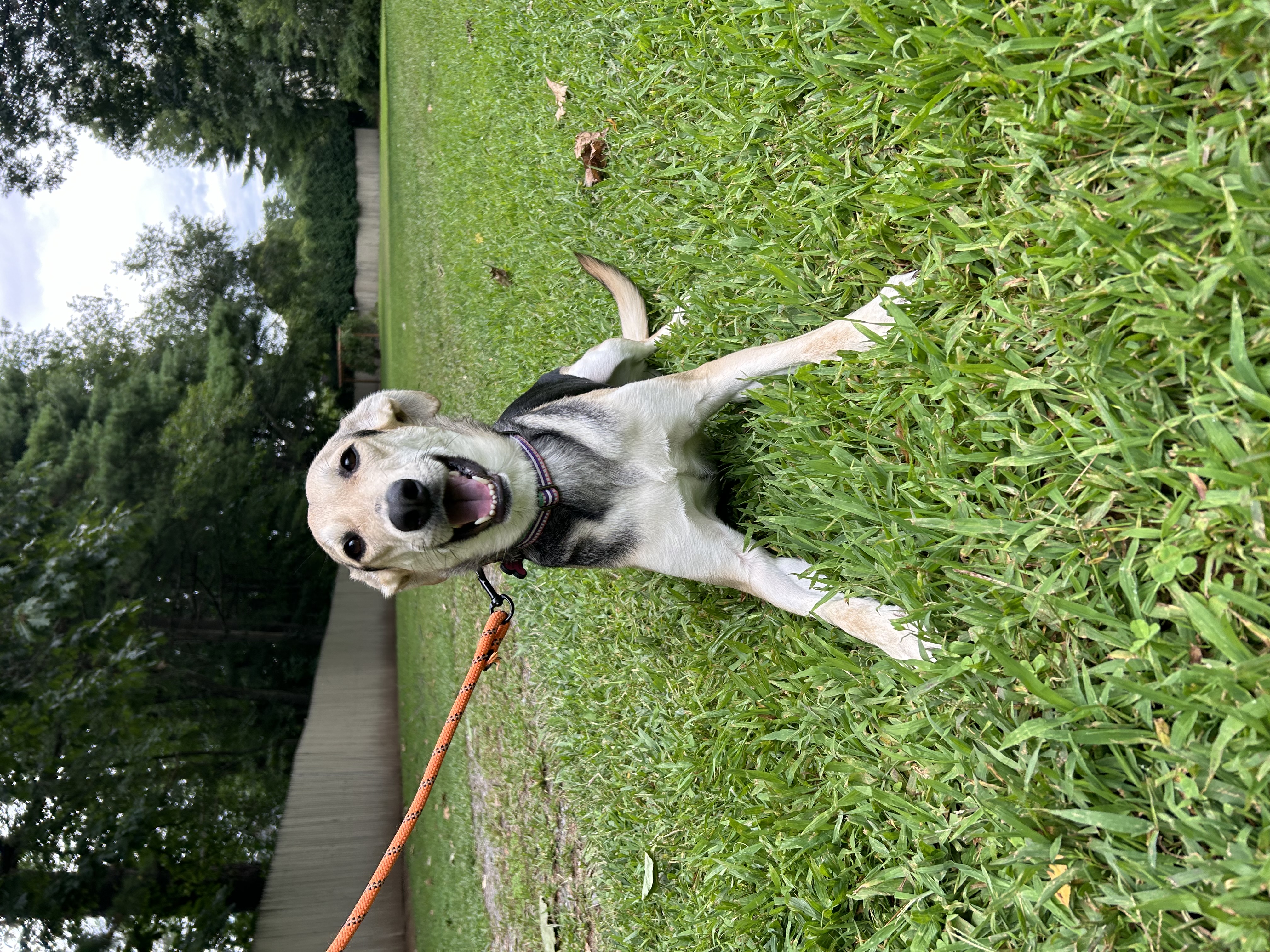 Madigan, Adoptable, Adult Female Mixed Breed.