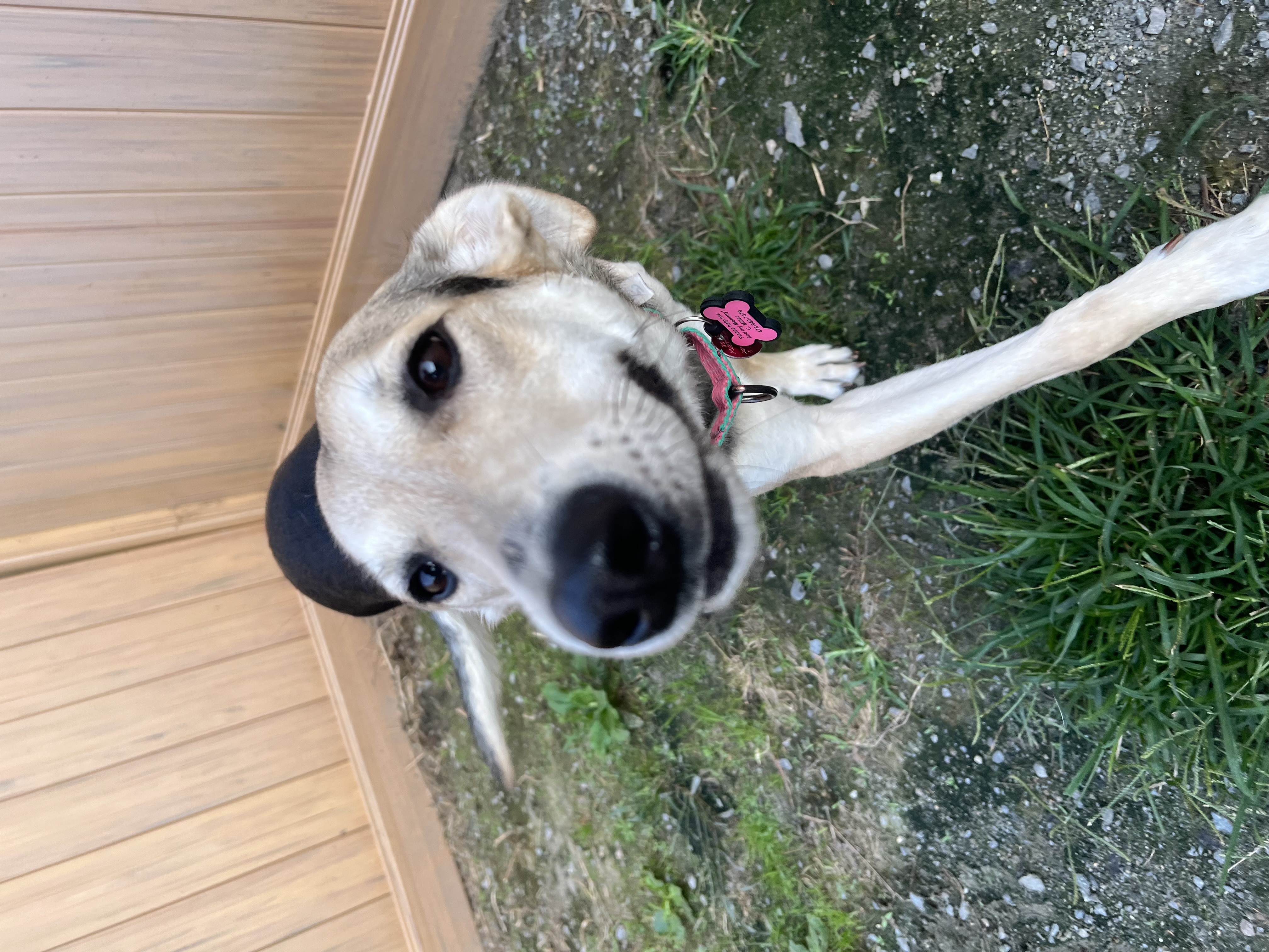 Madigan, a Adoptable mixed breed in Swanzey, NH image 5/5