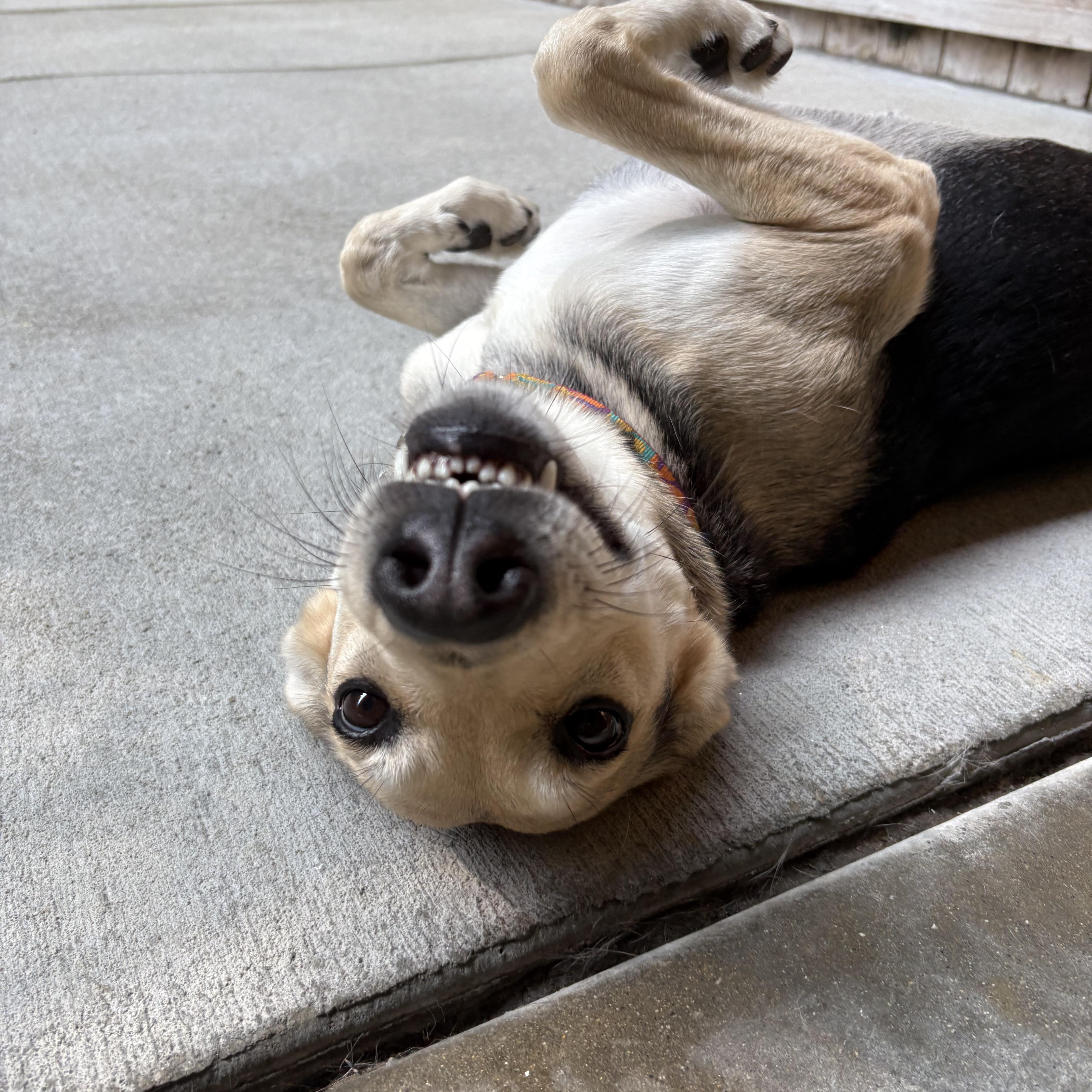 Madigan, a Adoptable mixed breed in Swanzey, NH image 3/5