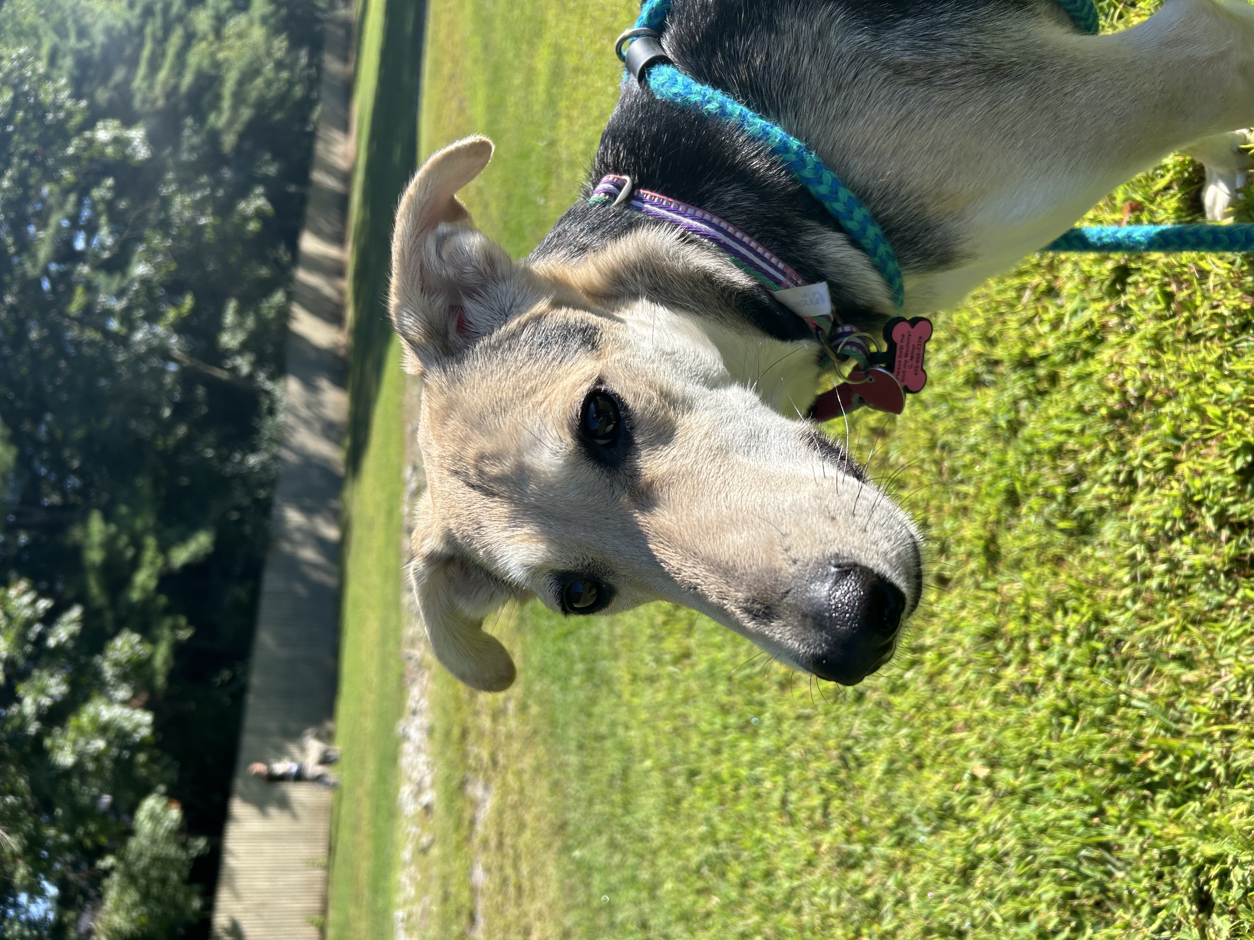 Madigan, a Adoptable mixed breed in Swanzey, NH image 4/5