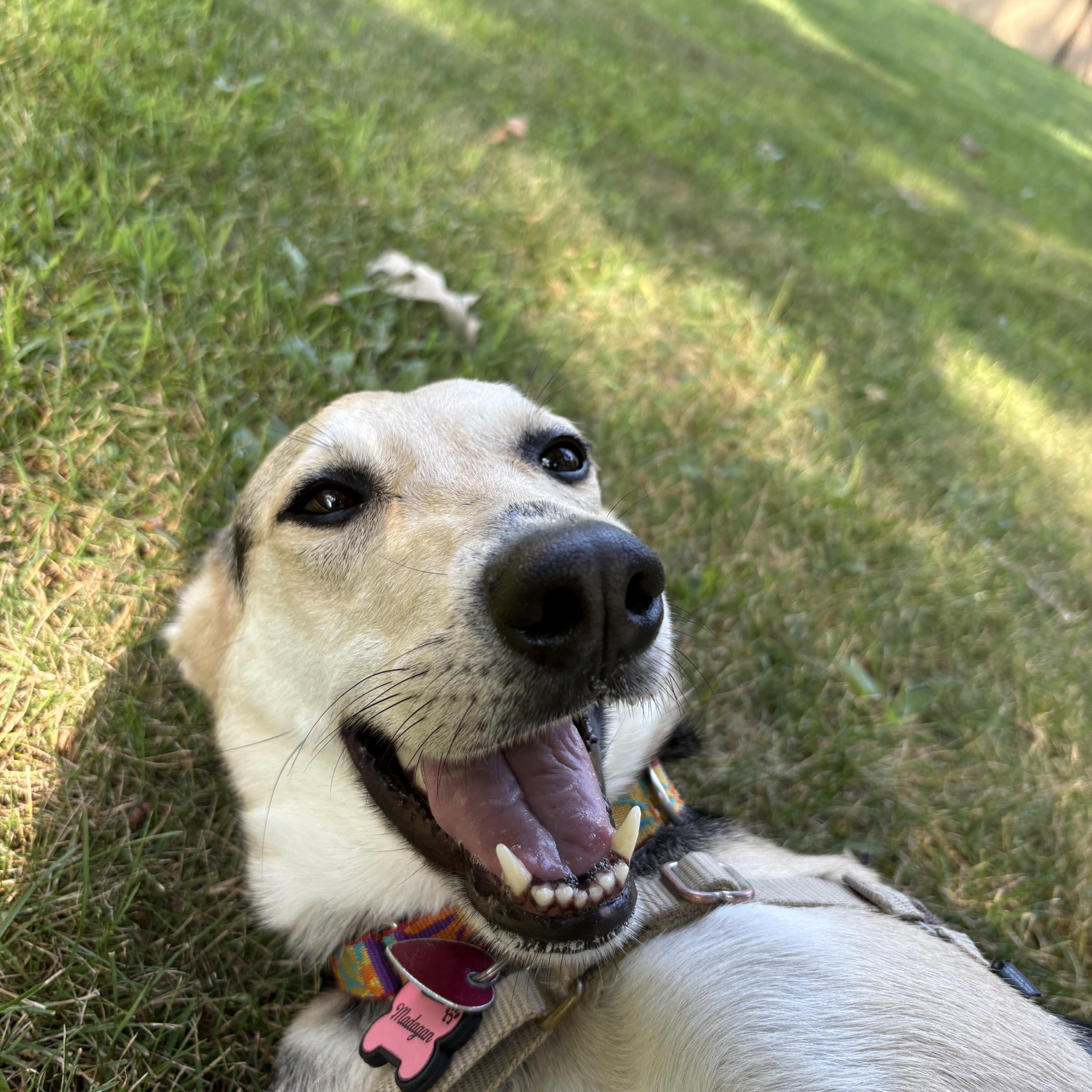 Madigan, a Adoptable mixed breed in Swanzey, NH image 2/5
