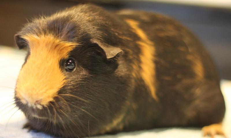 Dorie, a ADOPTABLE Guinea Pig in Budd Lake, NJ image 2/6