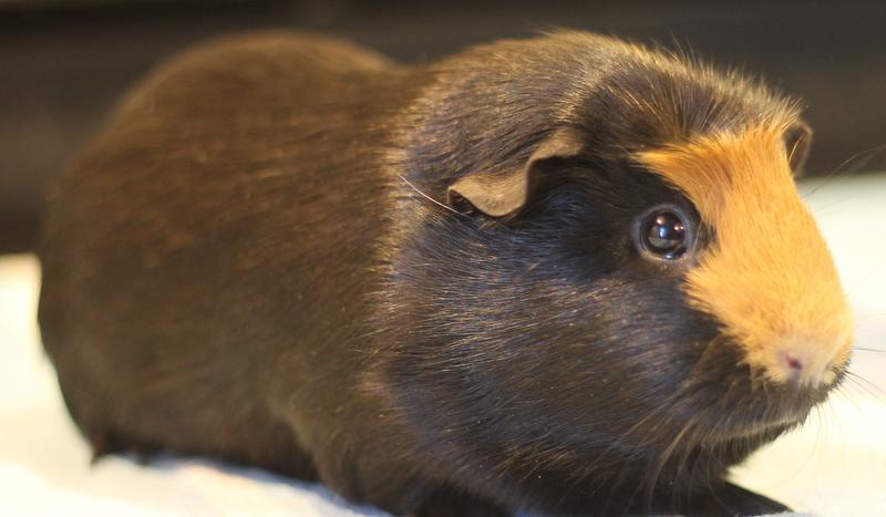 Dorie, a ADOPTABLE Guinea Pig in Budd Lake, NJ image 5/6