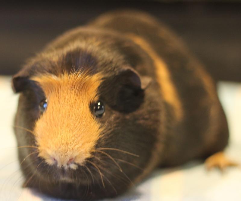 Dorie, a ADOPTABLE Guinea Pig in Budd Lake, NJ image 6/6