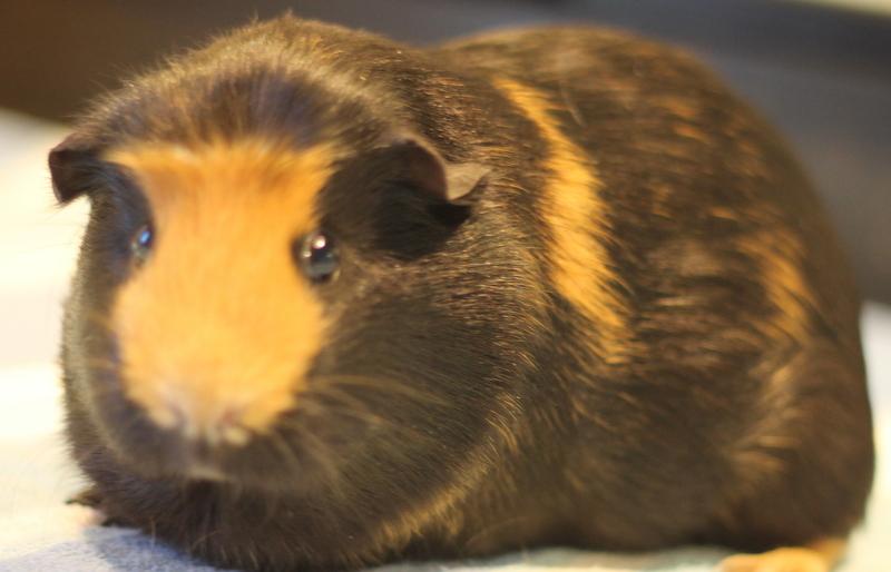 Dorie, a ADOPTABLE Guinea Pig in Budd Lake, NJ image 3/6
