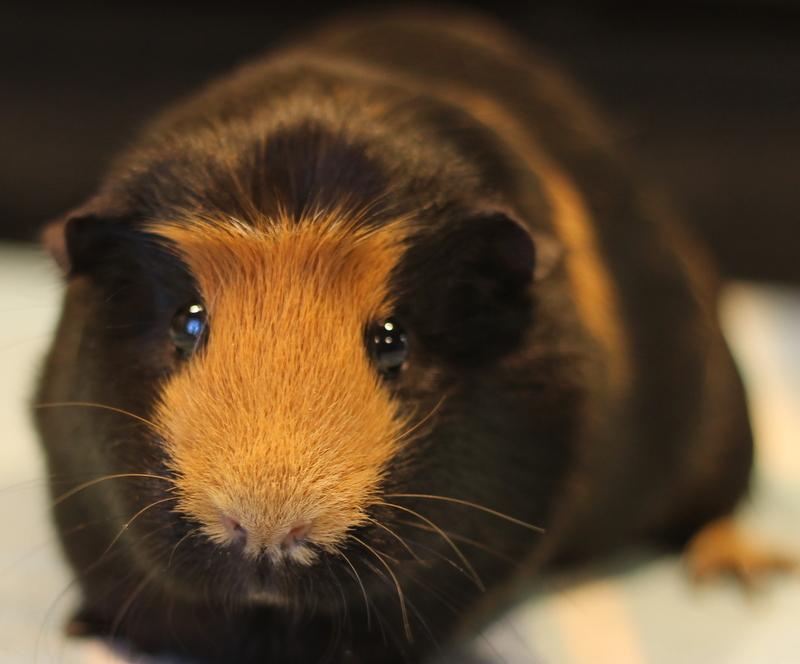 Dorie, ADOPTABLE, Adult Female Guinea Pig.
